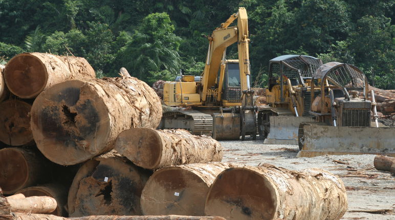 Abattage de bois en Malaisie
