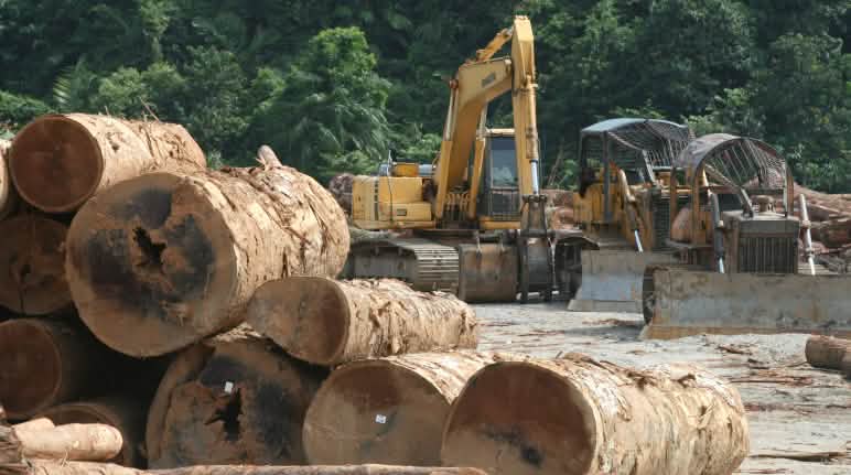 En Malaisie, critiquer le déboisement pourrait bientôt faire l’objet de poursuites pour diffusion de « fausses informations » Abattage de bois en Malaisie