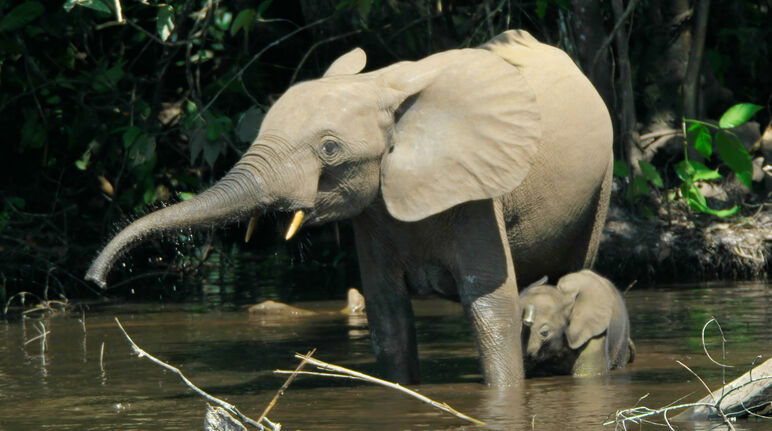 Une éléphante et son jeune éléphanteau se baignent dans la jungle