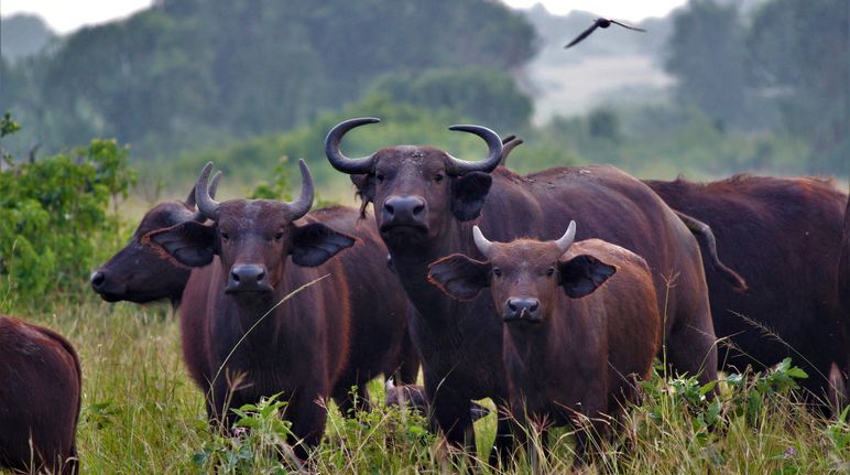 Buffles d’Afrique en Ouganda