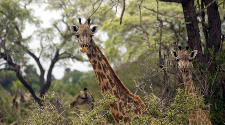 Girafes Masaai dans la Réserve de gibier de Selous en Tanzanie