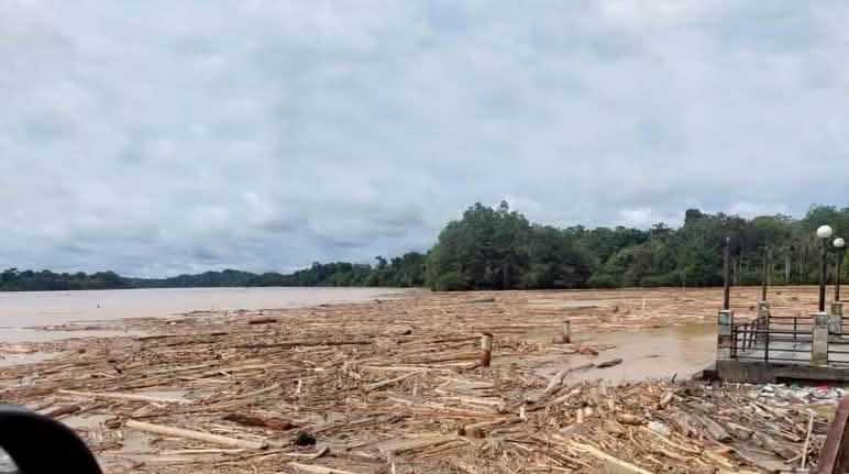 En Malaisie, la rivière Baleh est bloquée par les troncs d’arbres Spectacle de désolation : des grumes flottent sur une rivière à l’eau marron
