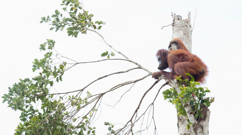 Orang-outan perdu au milieu d’une forêt défrichée