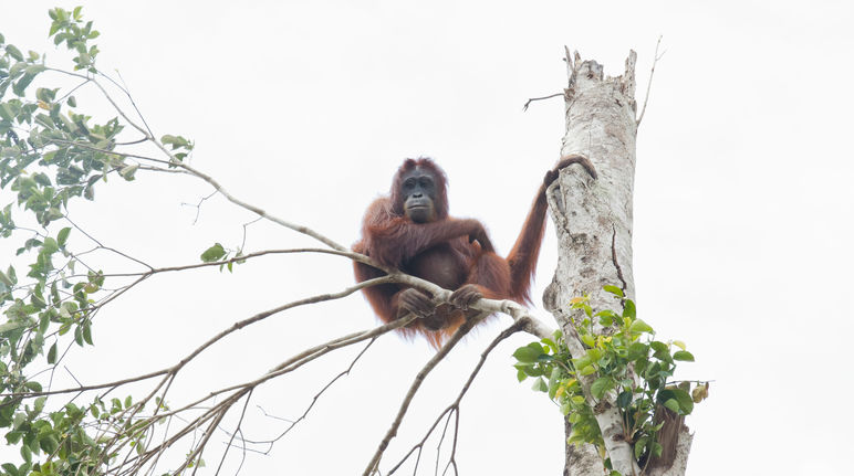 Un orang-outan dans un arbre