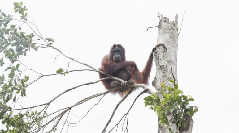 Les orangs-outans sont proches de l’extinction Un orang-outan dans un arbre
