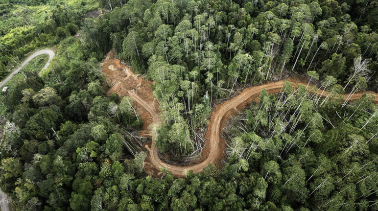 Photo de drones d’une une route dans la forêt