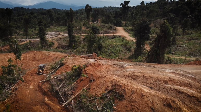 Défrichements préparatifs à la culture d’huile de palme dans l’état du Sarawak en Malaisie