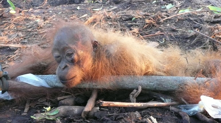 Jeune orang-outan agonisant dans une plantation