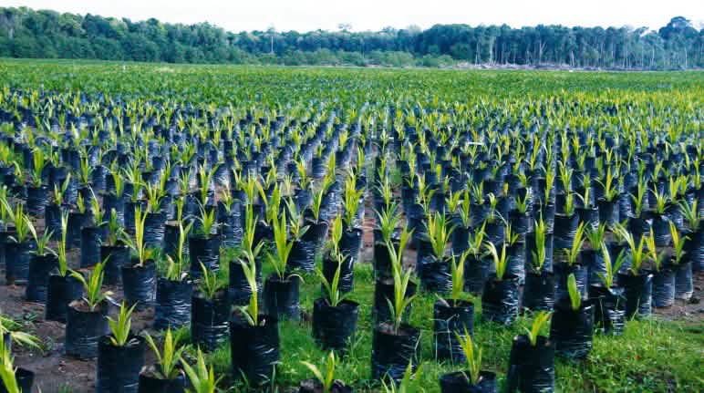 Des milliers de plants prêts pour établir de nouvelles plantations de palmiers à huile dans la forêt tropicale Plantation de palmiers à huile à Bornéo, Indonésie