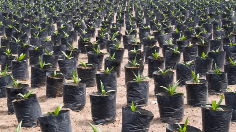 L'huile de palme nuit à l'environnement et aux êtres humains Pépinière de palmiers à huile