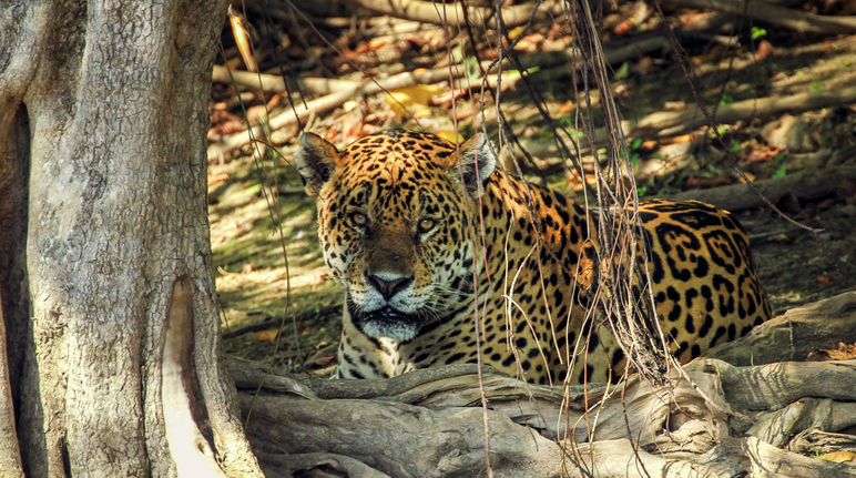Jaguar (Panthera onca) dans l'état brésilien du Mato Grosso do Sul