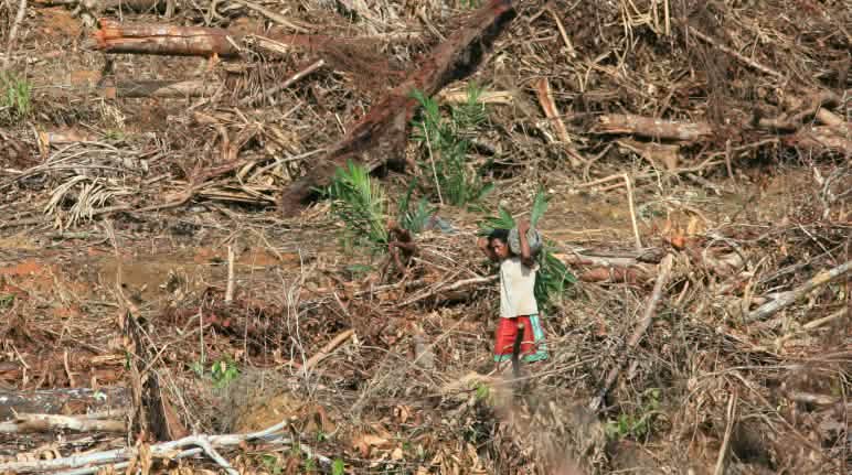 Les forêts de Sumatra, Bornéo et Papouasie doivent être préservées ! Plantation de palmiers à huile en Papouasie