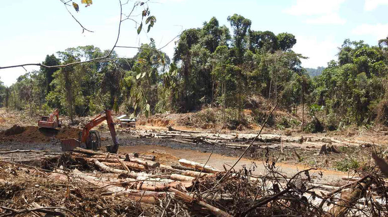 Défrichements préparatifs à la culture d’huile de palme dans l’état du Sarawak en Malaisie