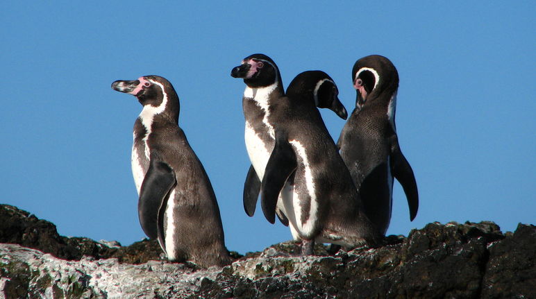Plusieurs milliers de couples des menacés manchots de Humboldt se reproduisent dans la région marine de La Higuera - Isla Chañaral au Chili Gros plan sur un groupe de manchots de Humboldt au Chili