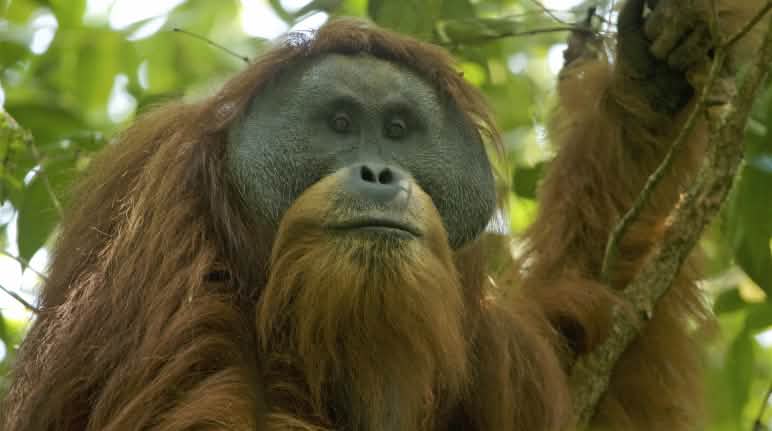 Un des 800 orangs-outans de Tapanuli dans la forêt de Batang Toru Pongo tapaluniensis