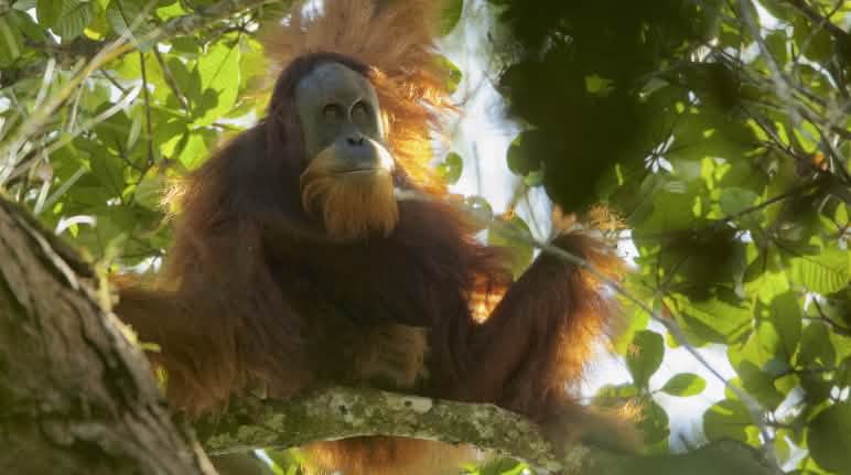 L'orang-outan de Tapanuli : juste découvert et bientôt disparu ? Orang-outan de Tapanuli (Pongo Tapanuliensis)