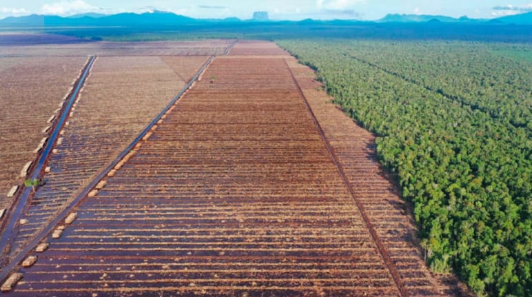 Vue aérienne : coupe à blanc pour l’industrie du papier (deux tiers de gauche) et forêt vierge