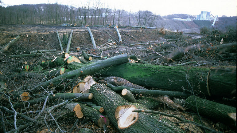 Quarzwerke détruit le bois de Buschbell pour extraire sable Scène de dévastation en plein cœur du bois de Buschbell
