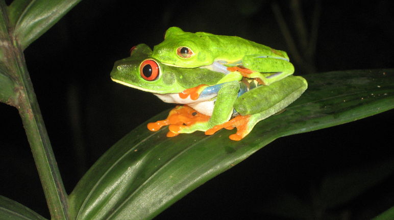 Rainettes aux yeux rouges, Nicaragua