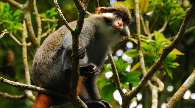 Moustac à oreilles rousses (Cercopithecus erythrotis) au Cameroun