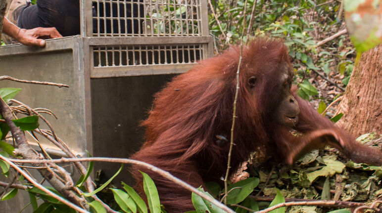 Retour à la nature : Un orang-outan est relâché dans la forêt