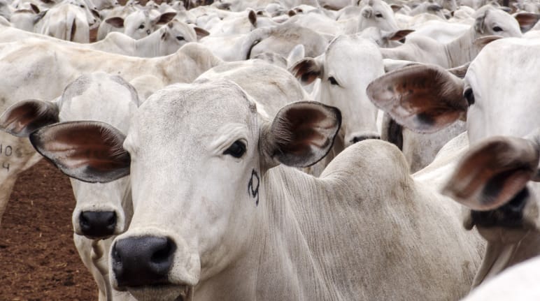 Troupeau de boeufs dans le Mato Grosso