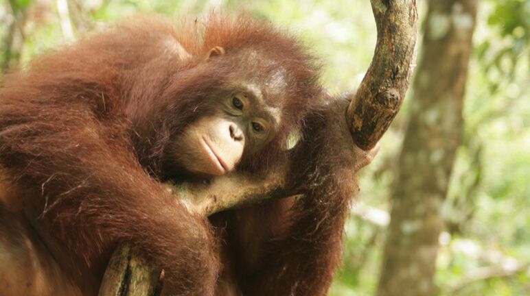 Orang-outan dans le Kalimantan central (Bornéo)