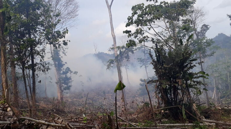 Défrichements dans la Réserve biologique Indio Maíz au Nicaragua