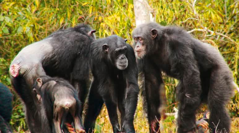 Une protection cohérente du chimpanzé d’Afrique de l’Ouest peut empêcher son extinction Chimpanzés