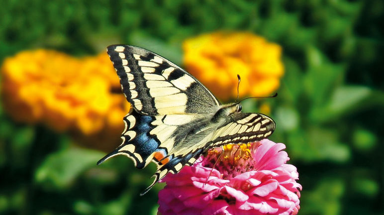 Un papillon Machaon (ou Grand porte-queue) en train de survoler un champ de fleurs jaunes et roses