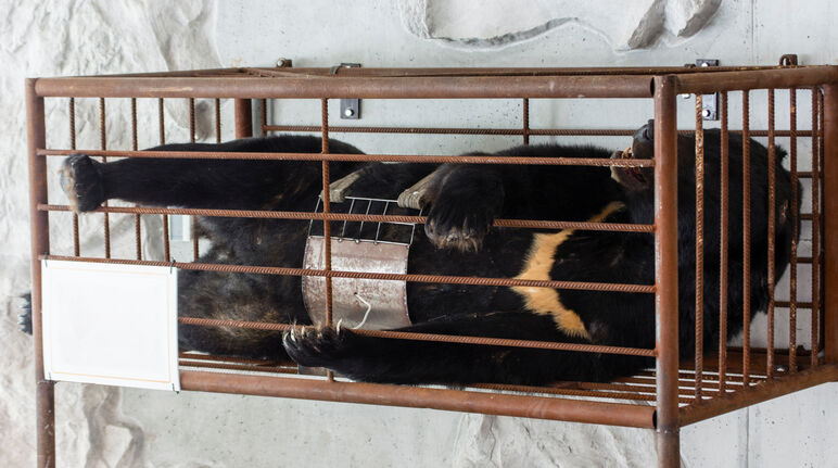 Ours dans une cage à qui l’on prélève la bile pour la médecine traditionnelle chinoise