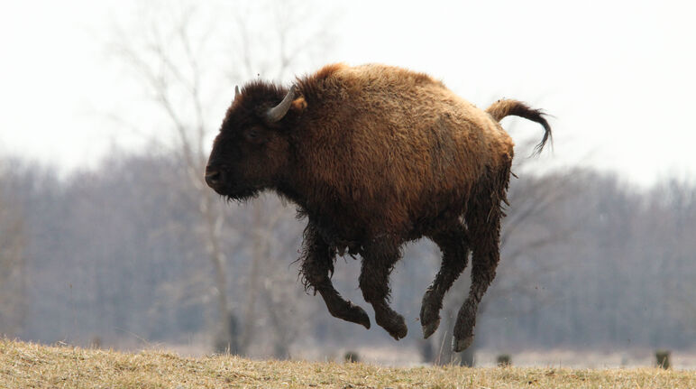 Un jeune bison saute en l’air
