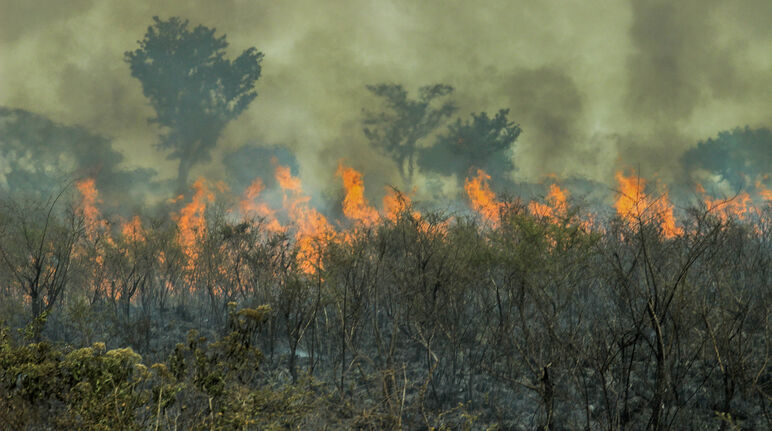 Incendie de forêt en Amazonie brésilienne