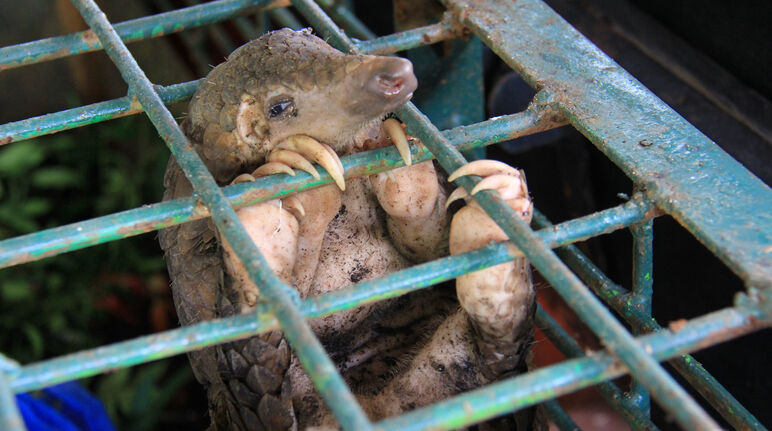 Pangolin en cage au Centre de conservation des ressources naturelles de Riau en Indonésie