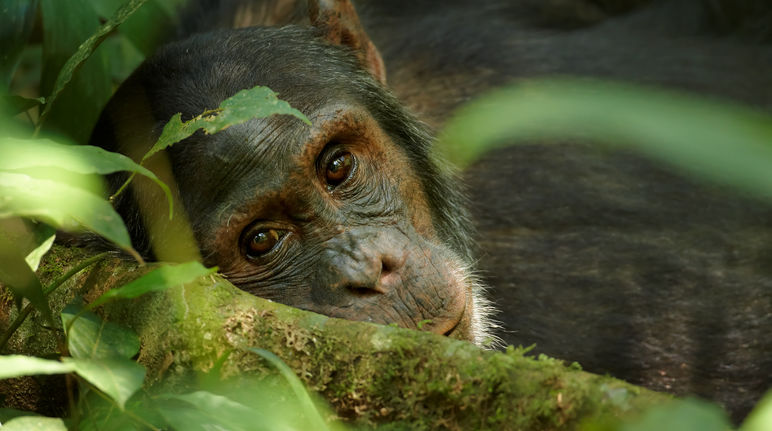 Avenir incertain : les chimpanzés et autres grands singes sont menacés d’extinction Gros plan sur un vieux chimpanzé en Ouganda