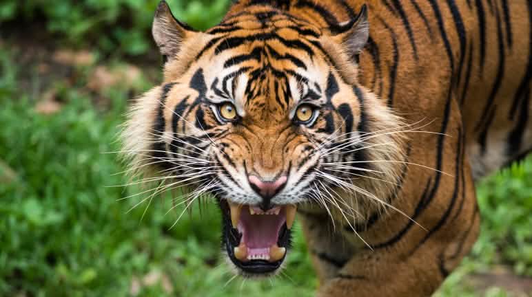 Non à la fragmentation de l’habitat du tigre de Sumatra ! Tigre de Sumatra menaçant