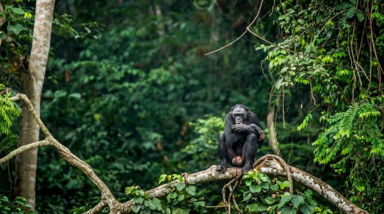 Bonobo assis sur la branche d’un arbre en République Démocratique du Congo