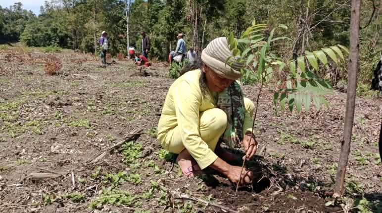 Une nouvelle forêt pousse peu à peu à Simenakhenak Une femme accroupie plante un cèdre, de la famille des Méliacées