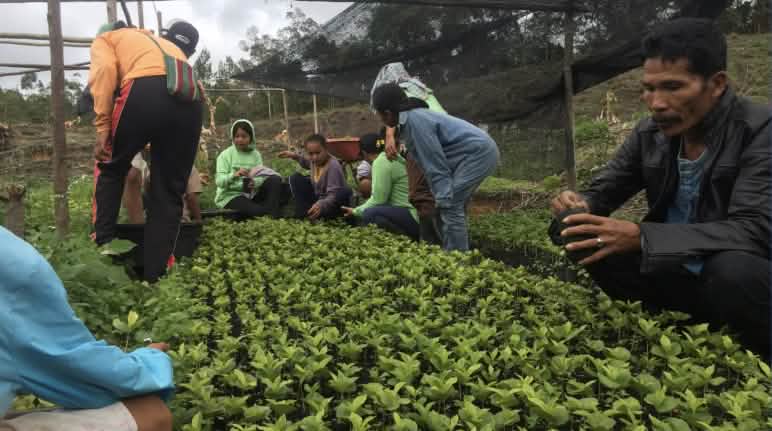 Le café de Sumatra était célèbre autrefois ; le village de Simenakhenak fait renaître d’anciens modes de culture Des personnes, pour la plupart accroupies, entretiennent des plants de café