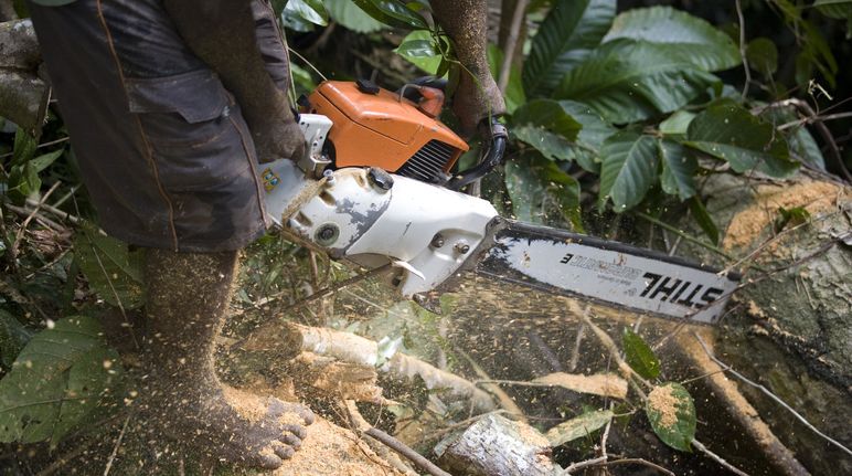 Un bûcheron coupe un tronc d’arbre à Bornéo avec une tronçonneuse de la marque allemande Stihl