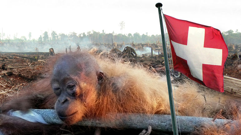 Photmontage : orang-outan agonisant et drapeau de la Suisse au premier plan, forêt défrichée en arrière plan
