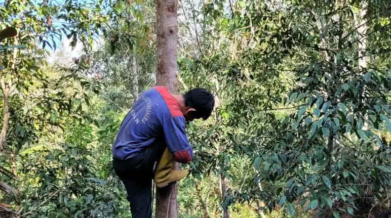 Les grandes plantations industrielles sont néfastes aux forêts, aux petits agriculteurs et aux indigènes Arbre à benjoin (Styrax benzoin) cultivé dans le nord de Sumatra