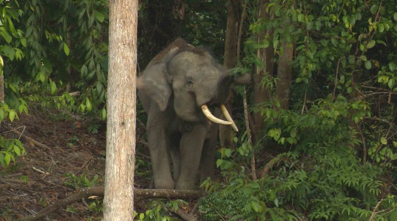 Éléphant de forêt à Sumatra