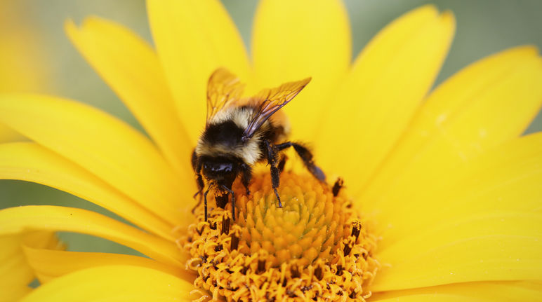Les abeilles et les autres insectes pollinisateurs sont victimes des pesticides neurotoxiques Un bourdon en train de butiner une fleur