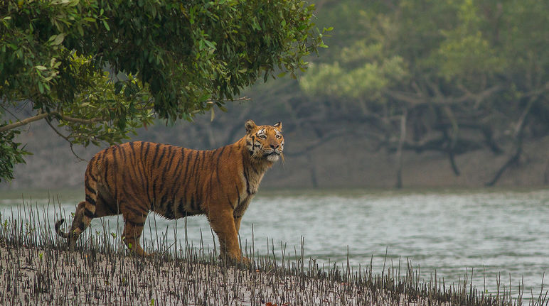 Tigre du Bengale dans les mangroves des Sundabarns