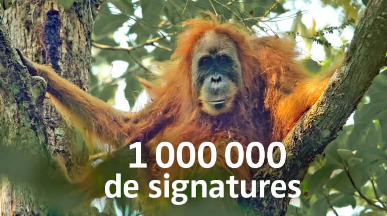 La contestation contre le barrage de Batang Toru mettant en péril l’habitat des orangs-outans est mondiale Femelle orang-outan de Tupalani