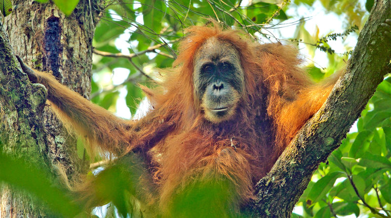 Femelle orang-outan de Tupalani