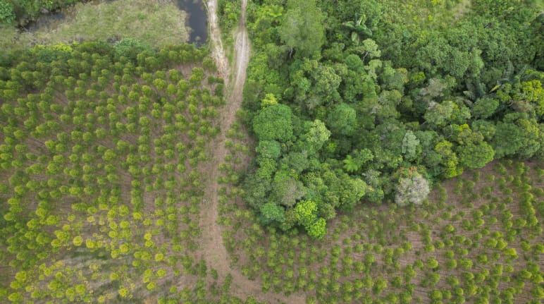 Vue aérienne sur les plantations d’eucalyptus TPL et la forêt tropicale humide