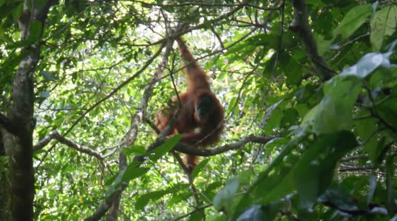 Les arbres fruitiers plantés dans la nouvelle forêt attirent de plus en plus d’orangs-outans Orang-outan dans un arbre