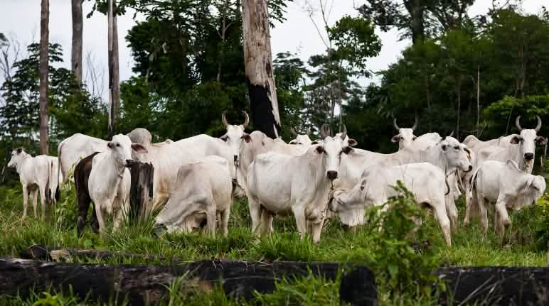 Sacrifier les savanes du Cerrado et du Gran Chaco pour la production massive de viande ? Non merci ! Elevage de bovins dans la forêt amazonienne déboisée